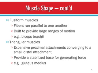 Fusiform muscles Fibers run parallel to one another Built to provide large ranges of motion e.g., biceps brachii Triangular muscles Expansive proximal attachments converging to a small distal attachment Provide a stabilized base for generating force e.g., gluteus medius 