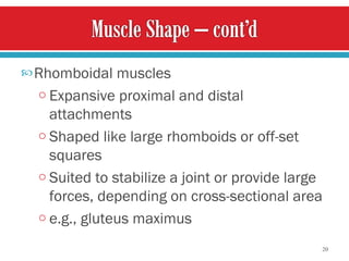 Rhomboidal muscles Expansive proximal and distal attachments  Shaped like large rhomboids or off-set squares  Suited to stabilize a joint or provide large forces, depending on cross-sectional area e.g., gluteus maximus  