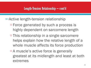 Active length-tension relationship Force generated by such a process is highly dependent on sarcomere length   This relationship in a single sarcomere helps explain how the relative length of a whole muscle affects its force production A muscle’s active force is generally greatest at its midlength and least at both extremes 