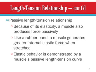Passive length-tension relationship Because of its elasticity, a muscle also produces force   passively Like a rubber band, a muscle generates greater internal elastic force when stretched Elastic behavior is demonstrated by a muscle’s passive   length-tension curve 
