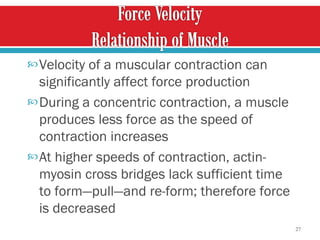 Velocity of a muscular contraction can significantly affect force production  During a concentric contraction, a muscle produces less force as the speed of contraction increases  At higher speeds of contraction, actin-myosin cross bridges lack sufficient time to form—pull—and re-form; therefore force is decreased  