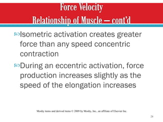 Isometric activation creates greater force than any speed concentric contraction  During an eccentric activation, force production increases slightly as the speed of the elongation increases  Mosby items and derived items © 2009 by Mosby, Inc., an affiliate of Elsevier Inc.  