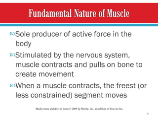 Sole producer of active force in the body Stimulated by the nervous system, muscle contracts and pulls on bone to create movement When a muscle contracts, the freest (or less constrained) segment moves Mosby items and derived items © 2009 by Mosby, Inc., an affiliate of Elsevier Inc.  