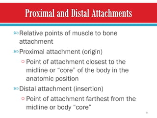 Relative points of muscle to bone attachment  Proximal attachment (origin)  Point of attachment closest to the midline or “core” of the body in the anatomic position  Distal attachment (insertion) Point of attachment farthest from the midline or body “core” 