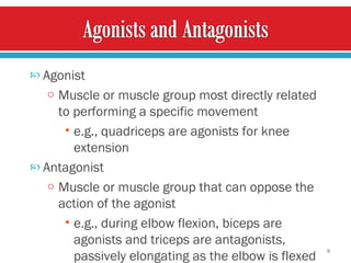 Agonist  Muscle or muscle group most directly related to performing a specific movement e.g., quadriceps are agonists for knee extension  Antagonist Muscle or muscle group that can oppose the action of the agonist  e.g., during elbow flexion, biceps are agonists and triceps are antagonists, passively elongating as the elbow is flexed 