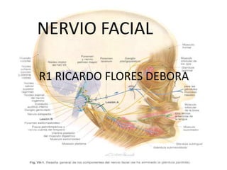 NERVIO FACIAL R1 RICARDO FLORES DEBORA 