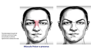 Musulo Procer FACIAL.pdf