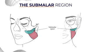 Submalar Triangle Facial Mastery Presentation in Aesthetic Injectables | PDF