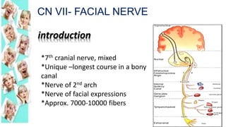 *7th cranial nerve, mixed
*Unique –longest course in a bony
canal
*Nerve of 2nd arch
*Nerve of facial expressions
*Approx. 7000-10000 fibers
introduction
CN VII- FACIAL NERVE
 