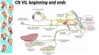 CN VII, beginning and ends
 