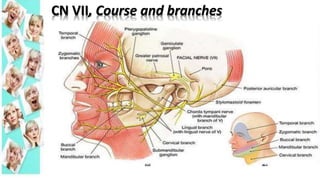 CN VII, Course and branches
 