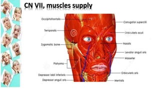 CN VII, muscles supply
 