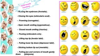 - Raising the eyebrows (frontalis) .
- Closing the eyes (orbicularis oculi) .
- Frowning (corrugator) .
- Open mouth smiling (zygomaticus) .
- Closed mouth smiling (risorius) .
- Pouting (orbicularis oris) .
- Lifting top lip (levator labii) .
- Pulling lower lip down (depressor labii) .
- Sticking bottom lip out (mentalis) .
- Pulling jaw and corners of mouth gently
down (platysma).
 