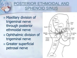 POSTERIOR ETHMOIDAL AND
SPHENOID SINUS
 Maxillary division of
trigeminal nerve
through posterior
ethmoidal nerve
 Ophthalmic division of
trigeminal nerve
 Greater superficial
petrosal nerve
 