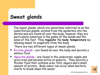 ©Clare Hargreaves-Norris
Sweat glands
The sweat glands, which are sometimes referred to as the
sudoriferous glands, extend from the epidermis into the
dermis and are found all over the body, however they are
particularly numerous in the palms of the hands and the
soles of the feet They regulate the body temperature by
allowing sweat to evaporate from the body.
There are two different types of sweat glands:
 Eccrine glands – are found all over the body and secrete a
watery fluid.
 Apocrine glands – are found in the underarms, nipple and
groin area and become active at puberty. They secrete a
thicker fluid that contains urea, fats, sugars and a small
amount of protein. Body odour can occur when bacteria
starts to break down the sweat.
 