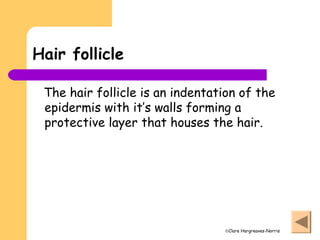 ©Clare Hargreaves-Norris
Hair follicle
The hair follicle is an indentation of the
epidermis with it’s walls forming a
protective layer that houses the hair.
 