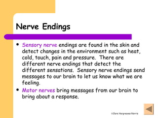 ©Clare Hargreaves-Norris
Nerve Endings
 Sensory nerve endings are found in the skin and
detect changes in the environment such as heat,
cold, touch, pain and pressure. There are
different nerve endings that detect the
different sensations. Sensory nerve endings send
messages to our brain to let us know what we are
feeling.
 Motor nerves bring messages from our brain to
bring about a response.
 