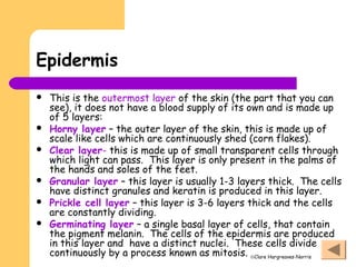 ©Clare Hargreaves-Norris
Epidermis
 This is the outermost layer of the skin (the part that you can
see), it does not have a blood supply of its own and is made up
of 5 layers:
 Horny layer – the outer layer of the skin, this is made up of
scale like cells which are continuously shed (corn flakes).
 Clear layer- this is made up of small transparent cells through
which light can pass. This layer is only present in the palms of
the hands and soles of the feet.
 Granular layer – this layer is usually 1-3 layers thick. The cells
have distinct granules and keratin is produced in this layer.
 Prickle cell layer – this layer is 3-6 layers thick and the cells
are constantly dividing.
 Germinating layer – a single basal layer of cells, that contain
the pigment melanin. The cells of the epidermis are produced
in this layer and have a distinct nuclei. These cells divide
continuously by a process known as mitosis.
 
