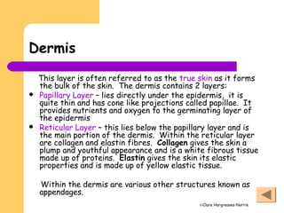 ©Clare Hargreaves-Norris
Dermis
This layer is often referred to as the true skin as it forms
the bulk of the skin. The dermis contains 2 layers:
 Papillary Layer – lies directly under the epidermis, it is
quite thin and has cone like projections called papillae. It
provides nutrients and oxygen to the germinating layer of
the epidermis
 Reticular Layer – this lies below the papillary layer and is
the main portion of the dermis. Within the reticular layer
are collagen and elastin fibres. Collagen gives the skin a
plump and youthful appearance and is a white fibrous tissue
made up of proteins. Elastin gives the skin its elastic
properties and is made up of yellow elastic tissue.
Within the dermis are various other structures known as
appendages.
 