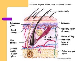 ©Clare Hargreaves-Norris
Papillary layer
of dermis
Sebaceous
gland
Nerve ending
Hair
follicle
Arrector pili
muscle
Subcutaneous
layer
Reticular
layer of
dermis
Sweat
gland
Dermal
papilla
Blood
supply
Hair shaft
Epidermis
Label your diagram of the cross section of the skin.
 