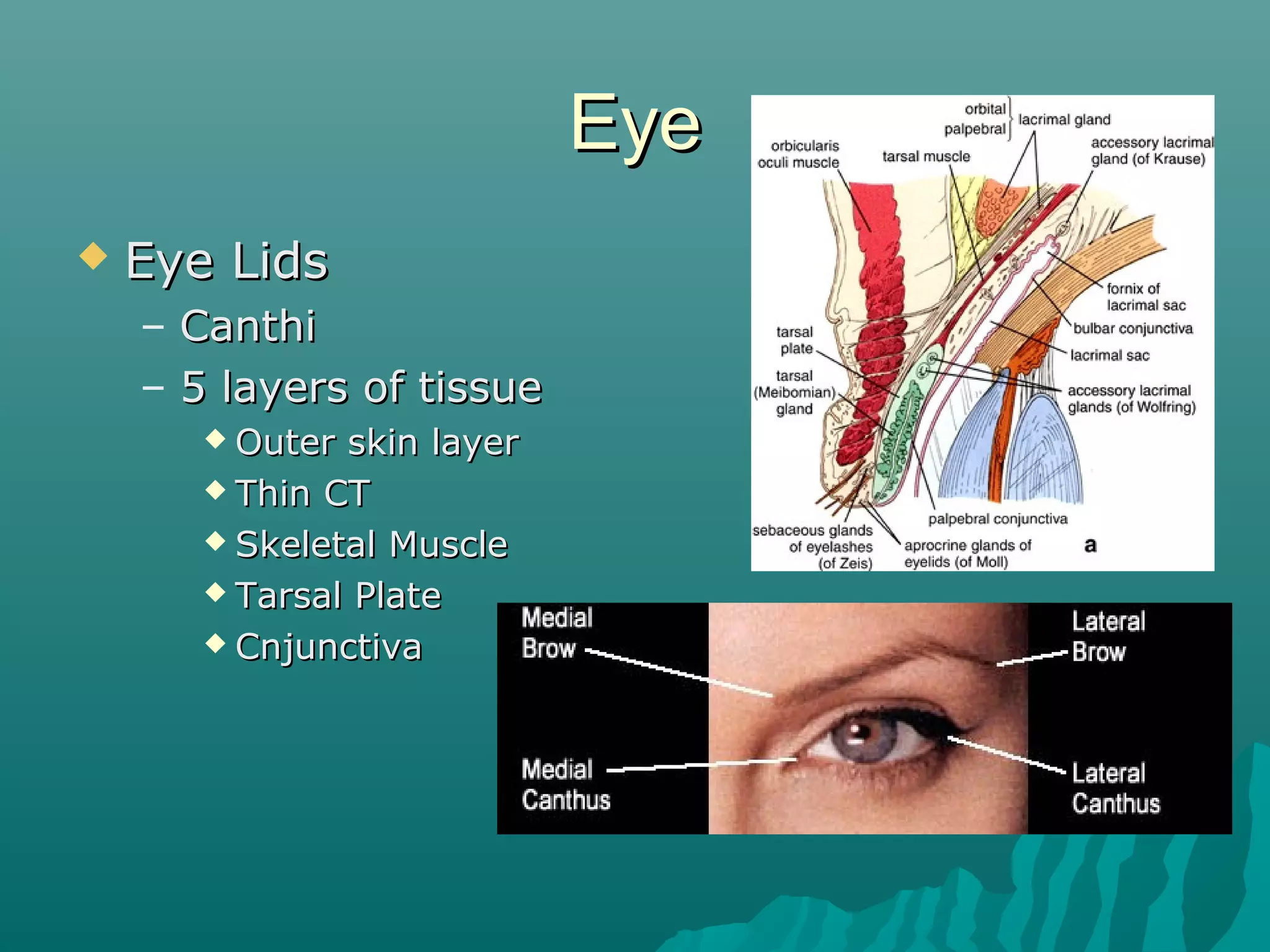 Facial anatomy | PPT