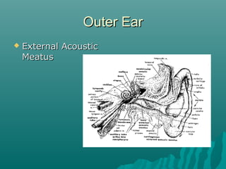 Facial anatomy | PPT