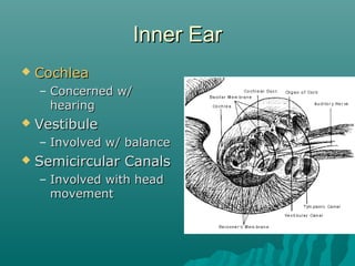 Facial anatomy | PPT