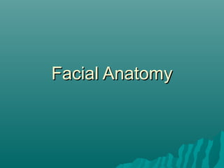 Facial Anatomy
 