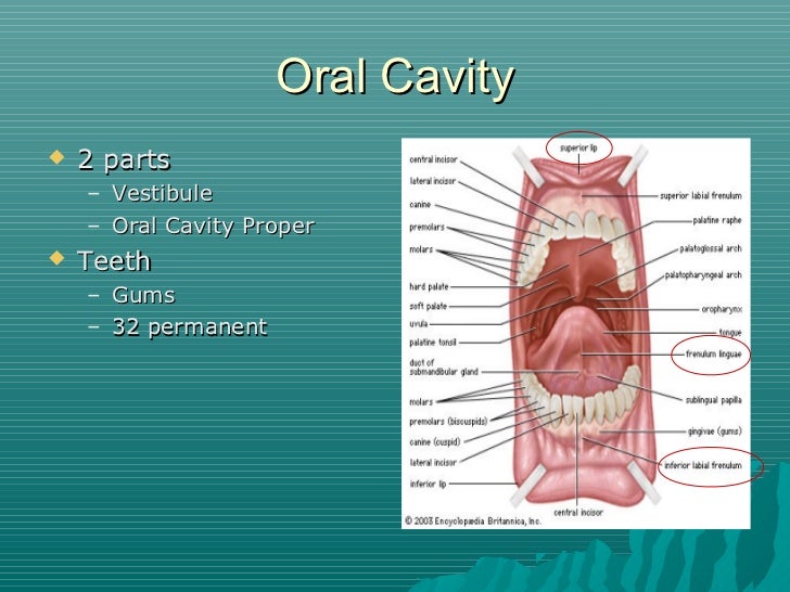Is The Mouth Superior To The Nose Facial anatomy