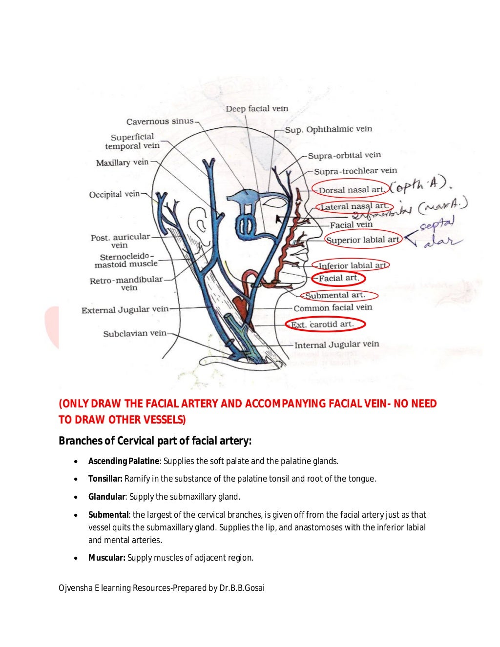 Facial artery dr gosai