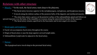 Relations with other structure
• Muscle : * In the neck, the facial artery starts deep to the platysma.
* The facial artery traverses superior to the stylopharyngeus, styloglossus, and hyoglossus muscles.
* It travels along the inferior surface of the posterior belly of the digastric and stylohyoid muscles.
* The artery then enters a groove on the posterior surface of the submandibular gland and follows an
upward trajectory over the body of the mandible as it courses along the anteroinferior border of the masseter
* The facial artery remains superficial to the buccinator and levator anguli oris muscles.
• Blood supply and lymphatics :
 Facial vein accompanies facial artery throughout the course.
 Origin of facial artery is near the deep superior cervical lymph nodes.
 Submandibular lymph node lie adjacent to the facial artery.
• Nerves :
The hypoglossal nerve travels deep to the proximal facial artery.
10/16
 