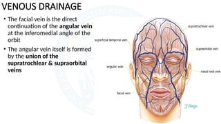 facial-artery-vein-pptx-presentationn-pptx