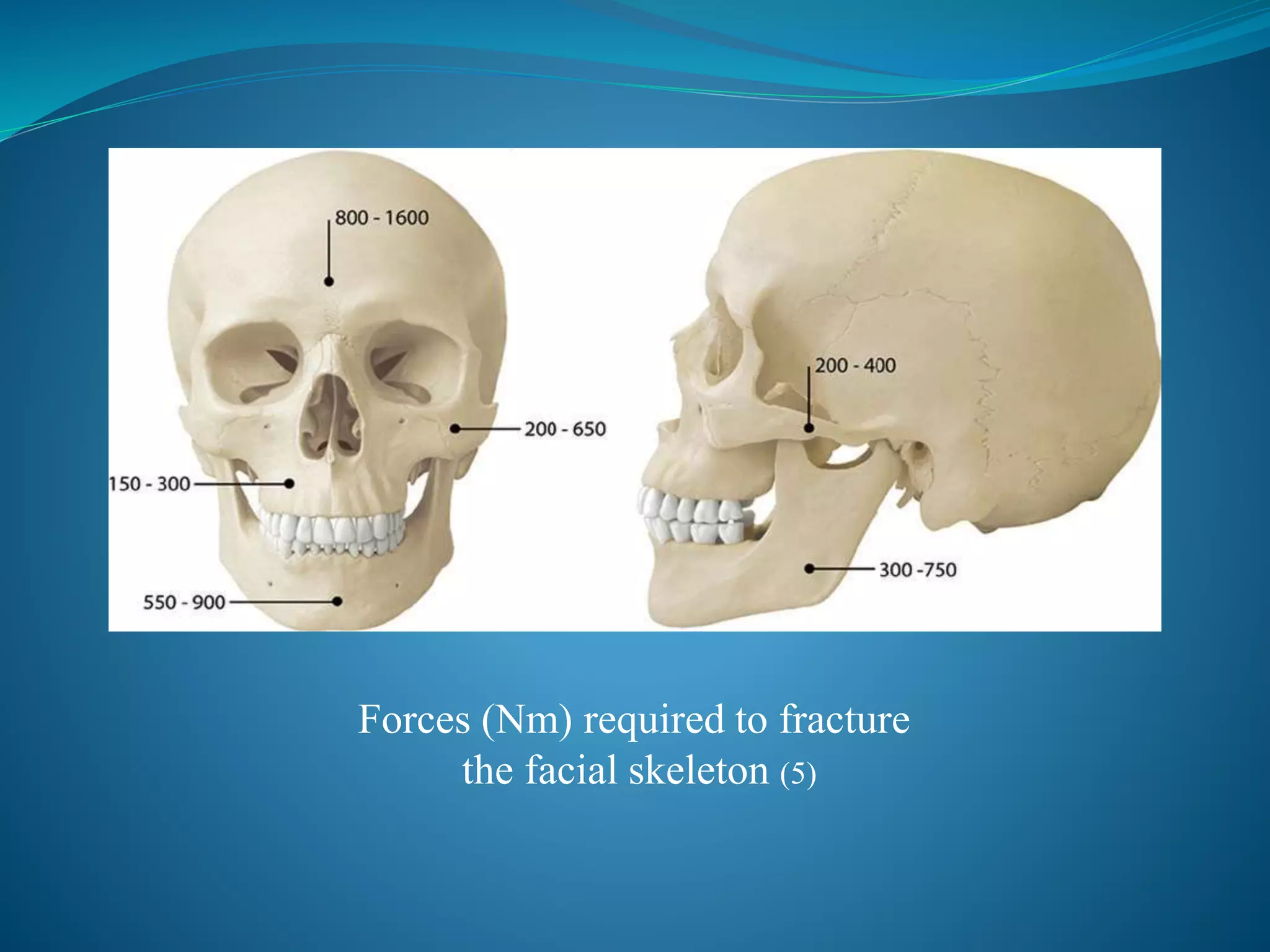 Forces (Nm) required to fracture
the facial skeleton (5)
 