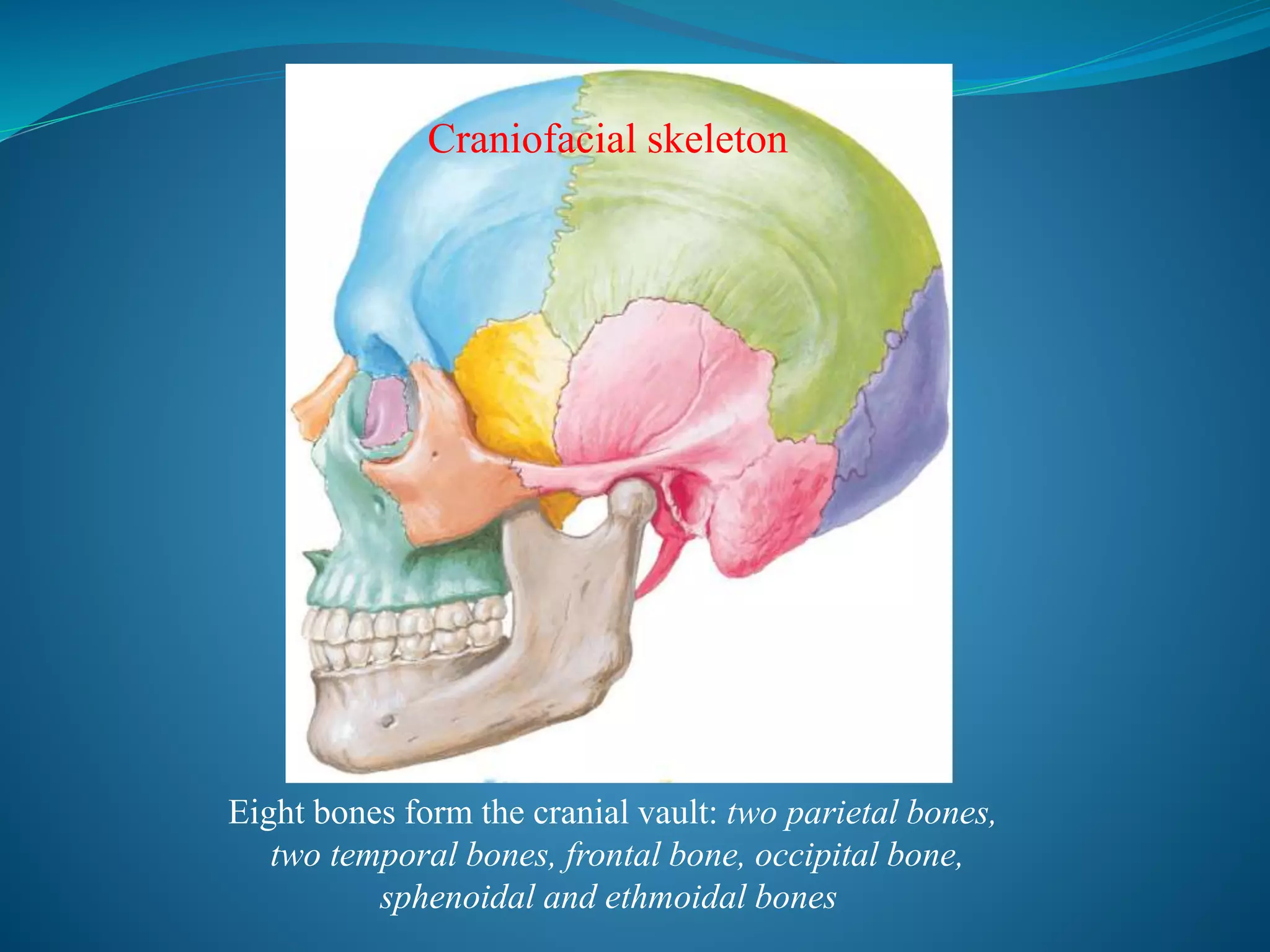 Eight bones form the cranial vault: two parietal bones,
two temporal bones, frontal bone, occipital bone,
sphenoidal and ethmoidal bones
Craniofacial skeleton
 
