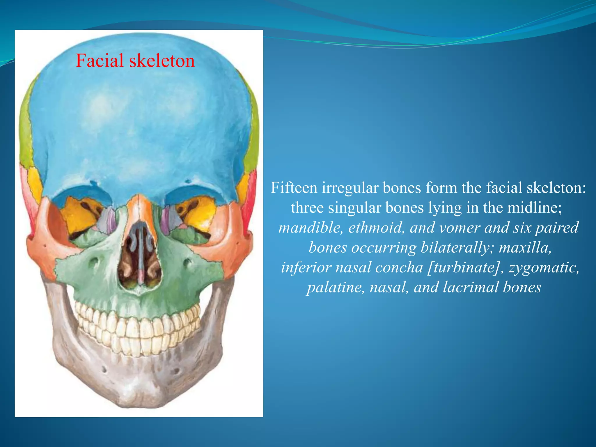 Fifteen irregular bones form the facial skeleton:
three singular bones lying in the midline;
mandible, ethmoid, and vomer and six paired
bones occurring bilaterally; maxilla,
inferior nasal concha [turbinate], zygomatic,
palatine, nasal, and lacrimal bones
Facial skeleton
 