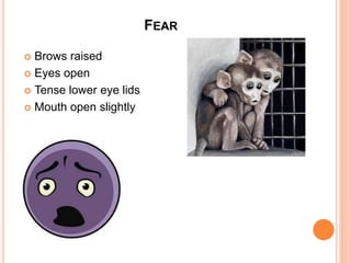 FEAR
 Brows raised
 Eyes open
 Tense lower eye lids
 Mouth open slightly
 