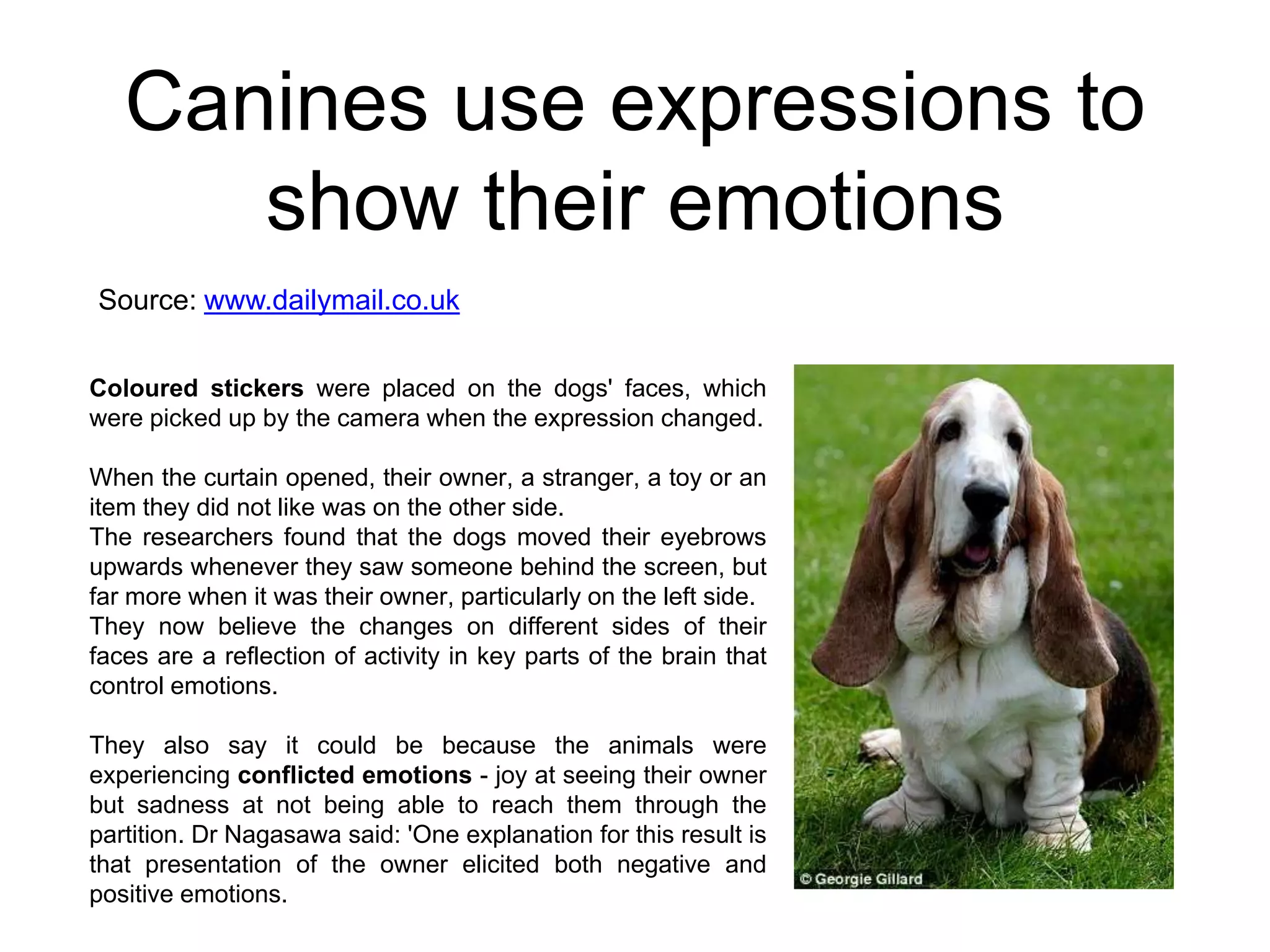 Canines use expressions to
show their emotions
Source: www.dailymail.co.uk
Coloured stickers were placed on the dogs' faces, which
were picked up by the camera when the expression changed.
When the curtain opened, their owner, a stranger, a toy or an
item they did not like was on the other side.
The researchers found that the dogs moved their eyebrows
upwards whenever they saw someone behind the screen, but
far more when it was their owner, particularly on the left side.
They now believe the changes on different sides of their
faces are a reflection of activity in key parts of the brain that
control emotions.
They also say it could be because the animals were
experiencing conflicted emotions - joy at seeing their owner
but sadness at not being able to reach them through the
partition. Dr Nagasawa said: 'One explanation for this result is
that presentation of the owner elicited both negative and
positive emotions.

 