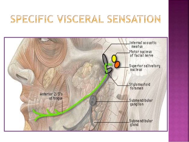 FACIAL NERVE