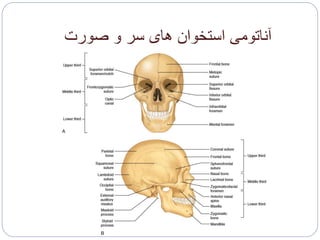 ‫صورت‬ ‫و‬ ‫سر‬ ‫های‬ ‫استخوان‬ ‫آناتومی‬
 
