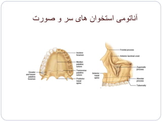 ‫صورت‬ ‫و‬ ‫سر‬ ‫های‬ ‫استخوان‬ ‫آناتومی‬
 