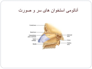 ‫صورت‬ ‫و‬ ‫سر‬ ‫های‬ ‫استخوان‬ ‫آناتومی‬
 