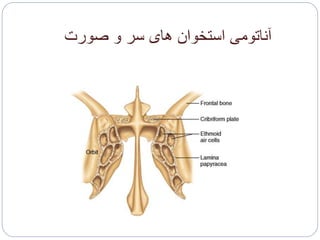‫صورت‬ ‫و‬ ‫سر‬ ‫های‬ ‫استخوان‬ ‫آناتومی‬
 