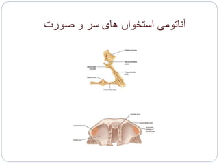 ‫صورت‬ ‫و‬ ‫سر‬ ‫های‬ ‫استخوان‬ ‫آناتومی‬
 