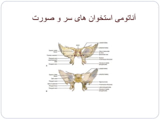 ‫صورت‬ ‫و‬ ‫سر‬ ‫های‬ ‫استخوان‬ ‫آناتومی‬
 