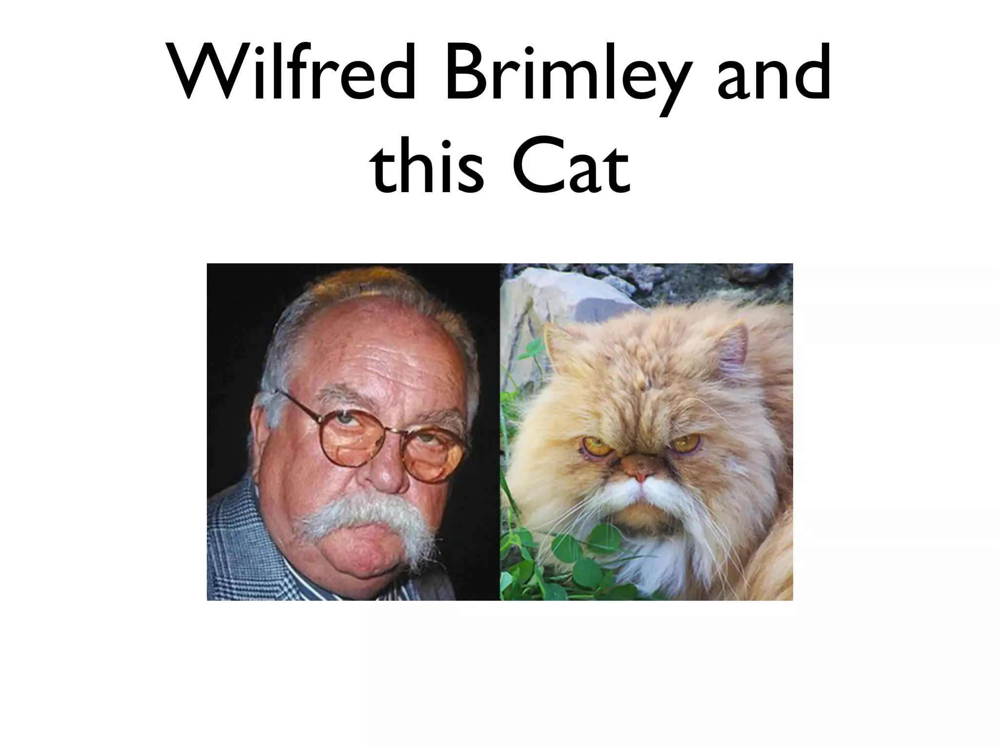 Wilfred Brimley and
      this Cat
 