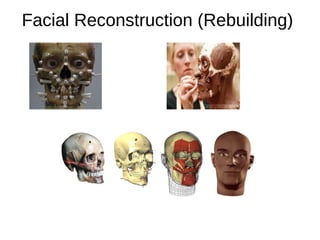 forensic facial reconstruction | PPT