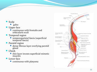  Scalp
 galea
 Upper face
 continuous with frontalis and
orbicularis oculi
 Temporal region
 temporoparietal fascia (superficial
temporal fascia)
 Parotid region
 dense fibrous layer overlying parotid
gland
 Cheek
 thin layer invests superficial mimetic
muscles
 Lower face
 continuous with platysma
11
 