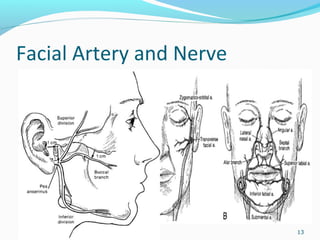 Facial Artery and Nerve
13
 