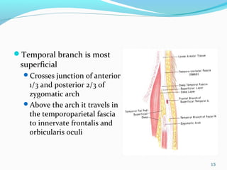 Temporal branch is most
superficial
Crosses junction of anterior
1/3 and posterior 2/3 of
zygomatic arch
Above the arch it travels in
the temporoparietal fascia
to innervate frontalis and
orbicularis oculi
15
 