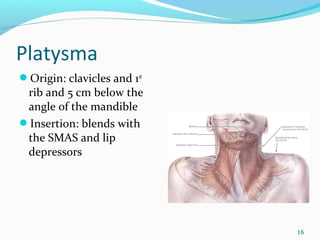 Platysma
Origin: clavicles and 1st
rib and 5 cm below the
angle of the mandible
Insertion: blends with
the SMAS and lip
depressors
16
 